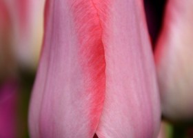Tulipa Bella Blush ® (3)